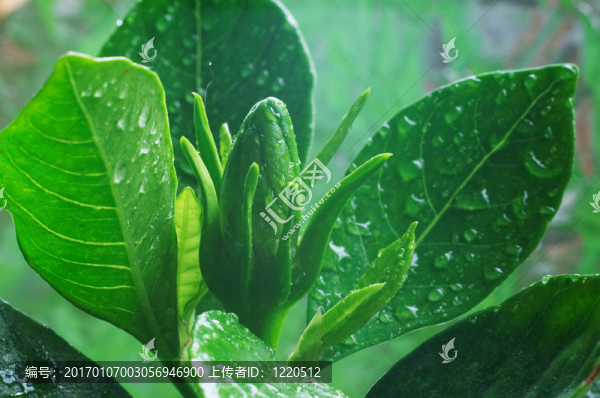 芽梔子