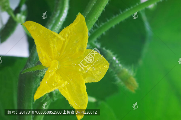 花黃瓜