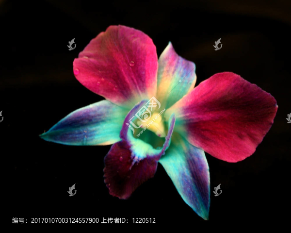 蘭花