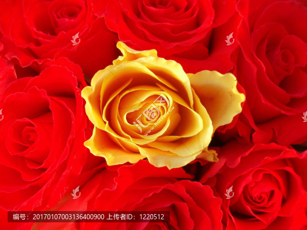 紅玫瑰
