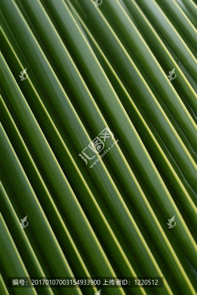 棕櫚葉細(xì)節(jié)