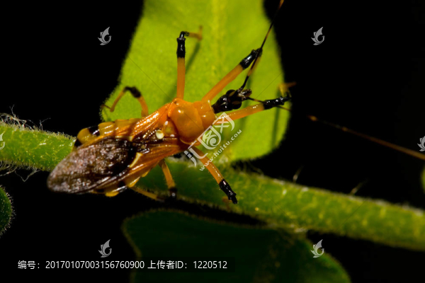 橙色的甲蟲(chóng)