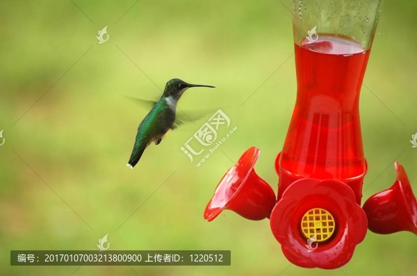 蜂鳥喂食