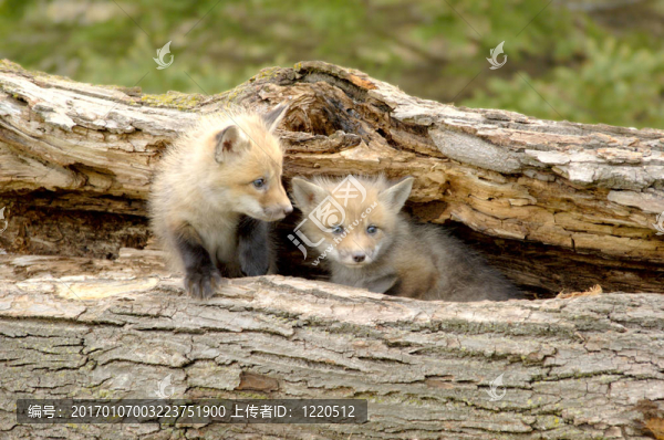 紅狐貍幼崽多-,Vulpes,vulpes