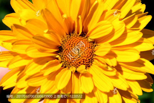 花6-匯圖網(wǎng) www.fosd68.com 花6