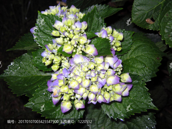 繡球花