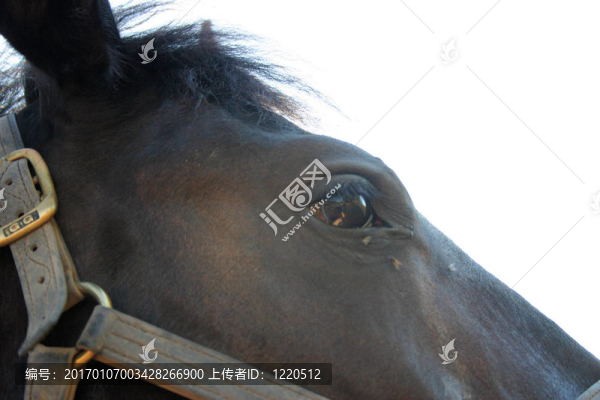 馬