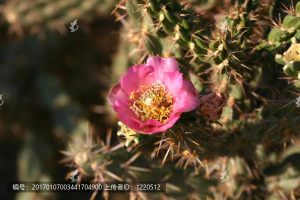 仙人掌花