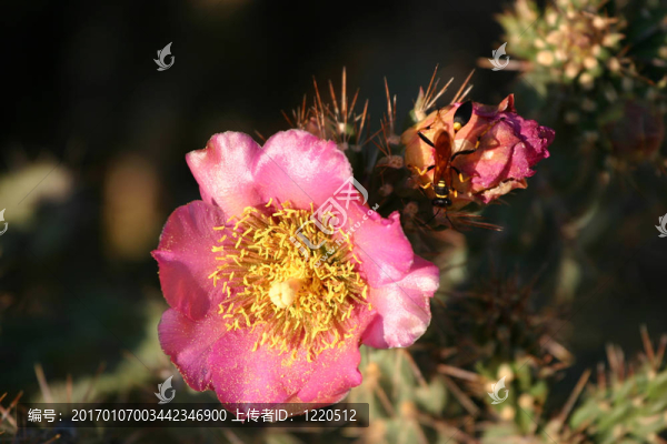 黃蜂和Cholla