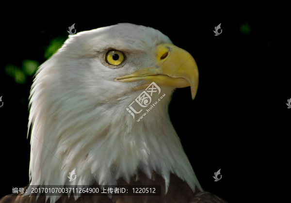 禿頭鷹頭