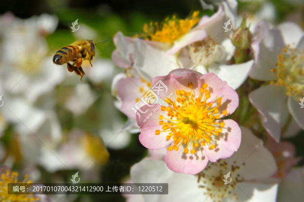 授粉
