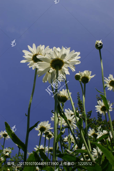 天空的雛菊