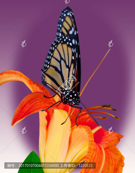 君主W,/,tiger,Lily
