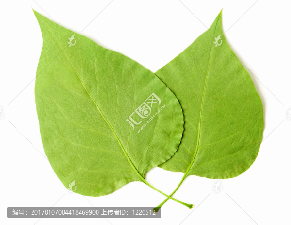 葉