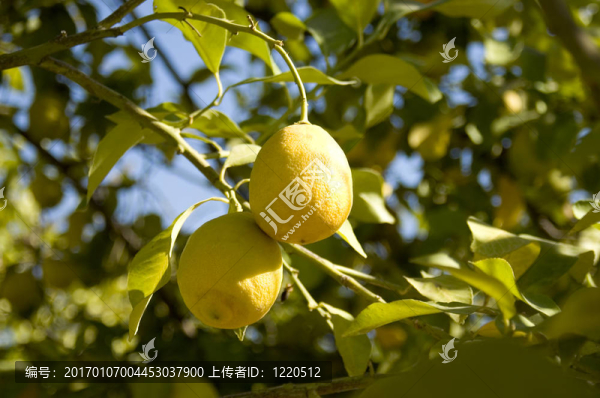 檸檬樹