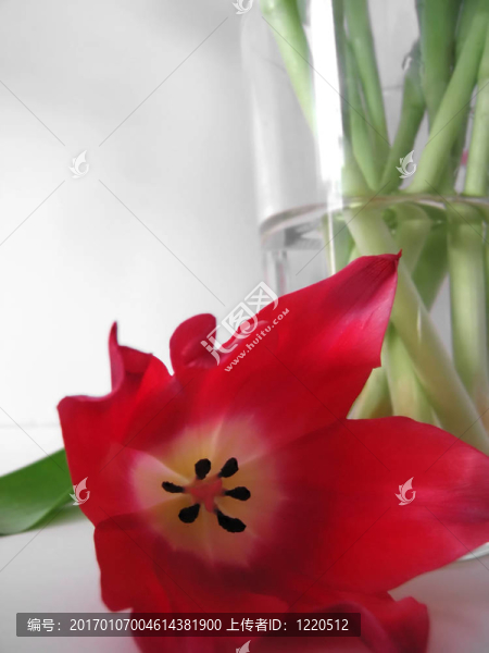 一朵紅色的花