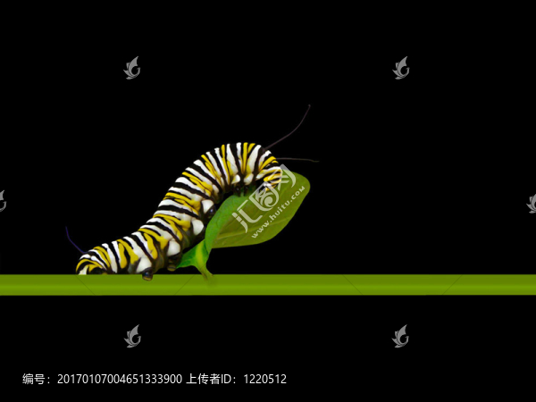 君卡特彼勒