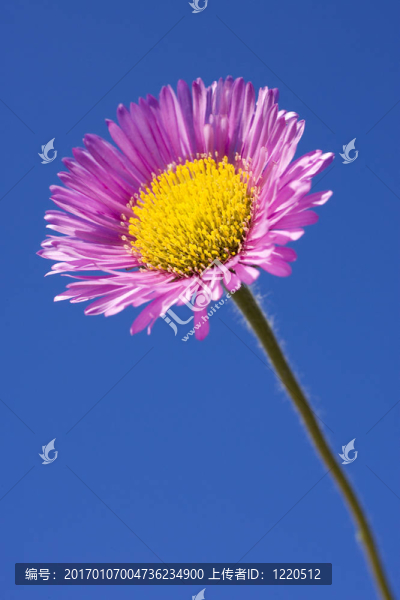 燈盞speciosus慈善