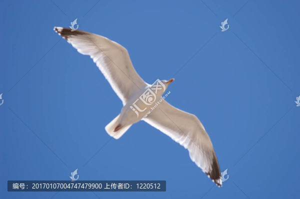 海鷗