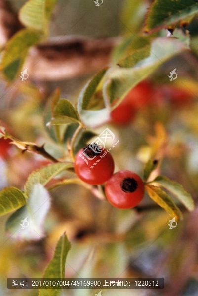 紅色的果實(shí)