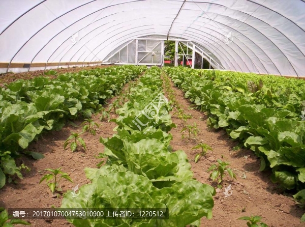 溫室蔬菜園生菜-匯圖網(wǎng) www.fosd68.com 溫室蔬菜園生菜