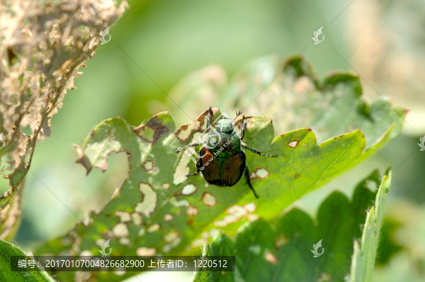 日本甲蟲(chóng)；Popillia,japonica；作品的骨架（吃）一株草莓。1200萬(wàn)像素的相機(jī)。焦點(diǎn)=