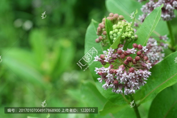常見(jiàn)的乳草屬植物的2