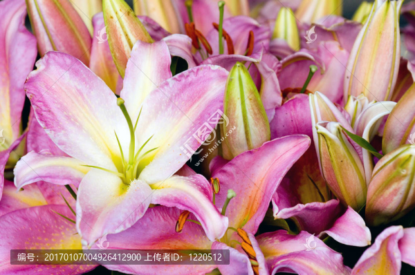 粉色的百合花
