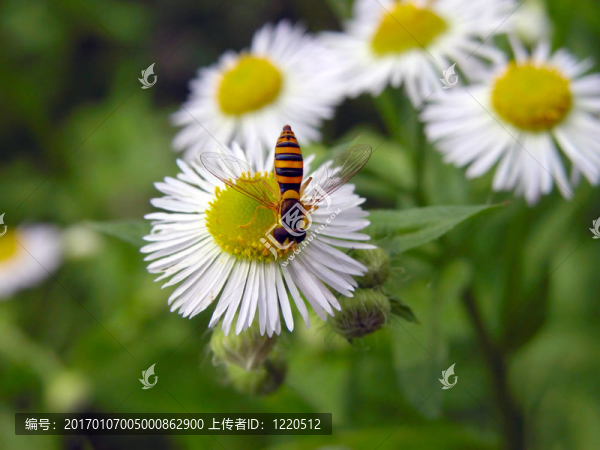 蜜蜂在花上