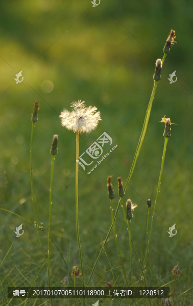 蒲公英的種子