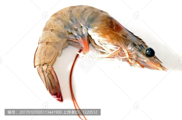 鮮蝦