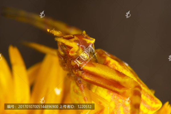 蜘蛛蟹