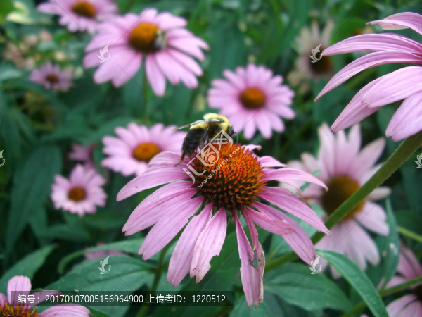 紫錐花和蜜蜂
