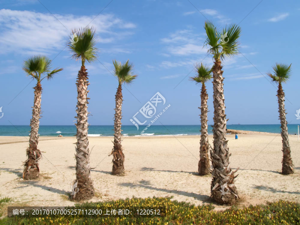 棕櫚樹-匯圖網(wǎng) www.fosd68.com 棕櫚樹