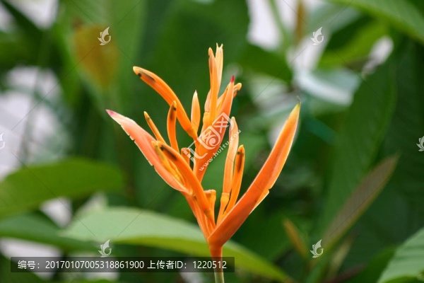 flower-03-匯圖網(wǎng) www.fosd68.com flower-03