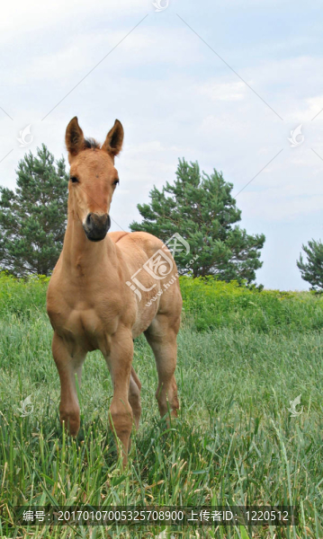 季度匹小馬駒