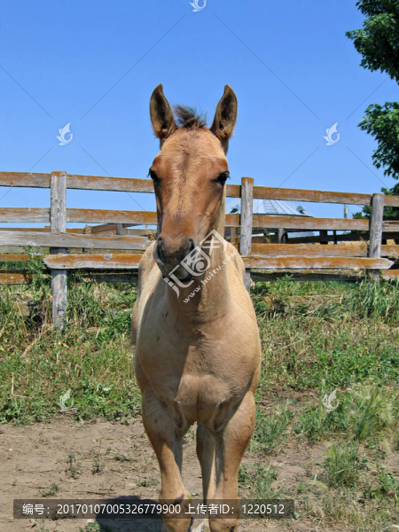 季度匹小馬駒