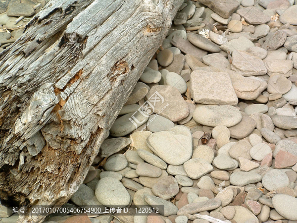 漂流木和石頭