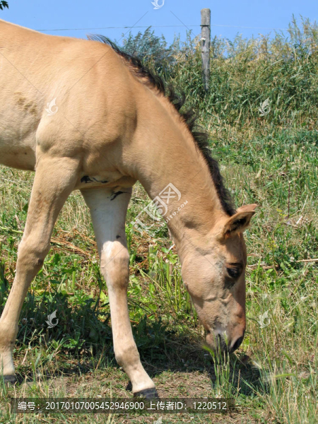 季度匹小馬駒