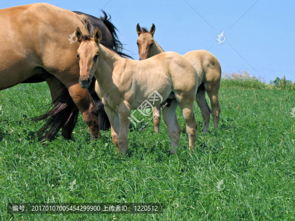 季度匹小馬駒