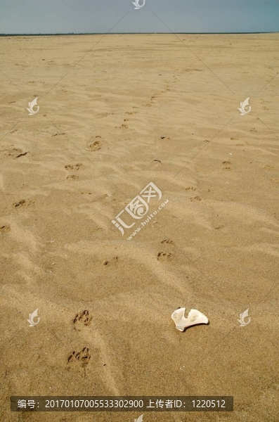 鬣狗的軌道和骨在海灘