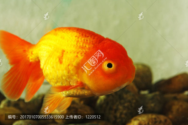 奇特的金魚