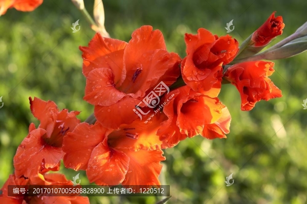 紅色的劍蘭
