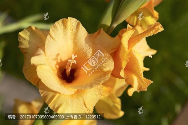 黃色唐菖蒲