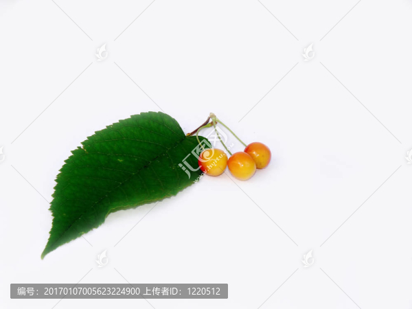 櫻桃