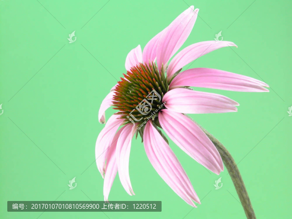 紫錐花
