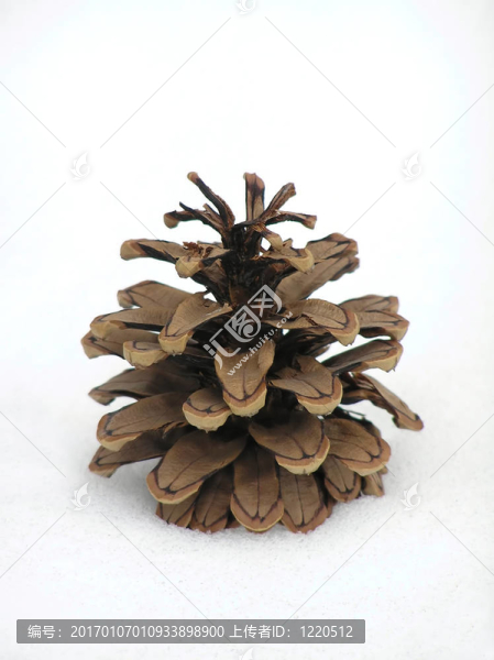 松樹的球果