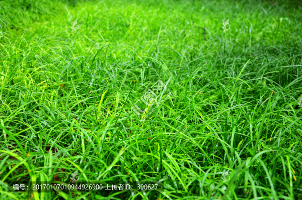 綠草地