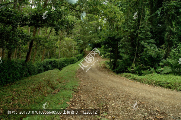 穿越森林的泥土路
