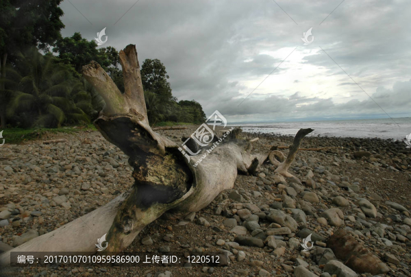 巖石海灘上的漂流木